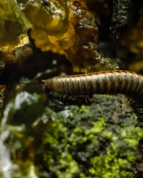 brown and black caterpillar on green moss