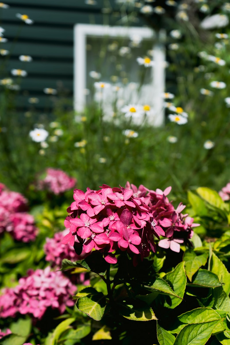 a bunch of flowers that are in the grass