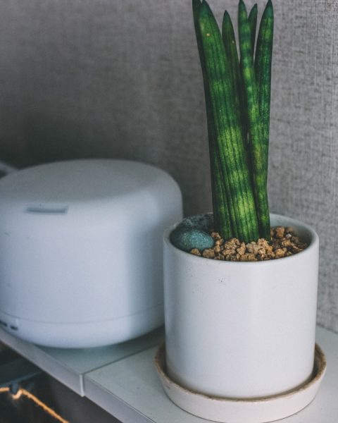 green leafed plants on white ceramic vase
