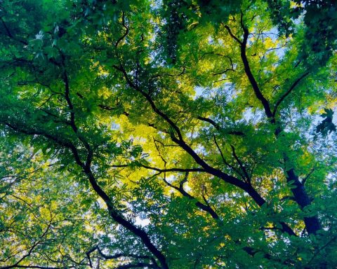 looking up at the canopy of trees in a forest