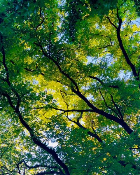 looking up at the canopy of trees in a forest