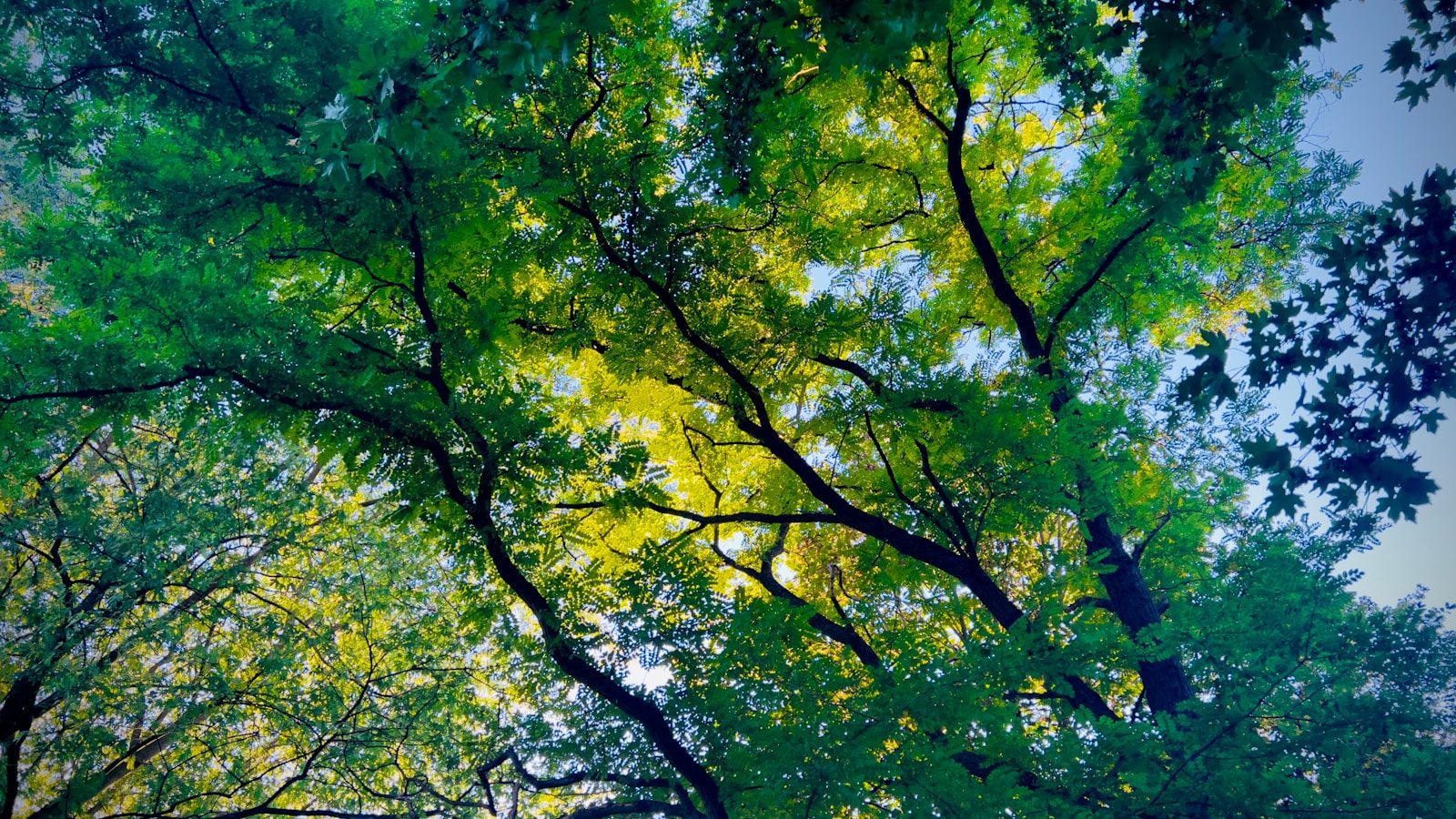 looking up at the canopy of trees in a forest