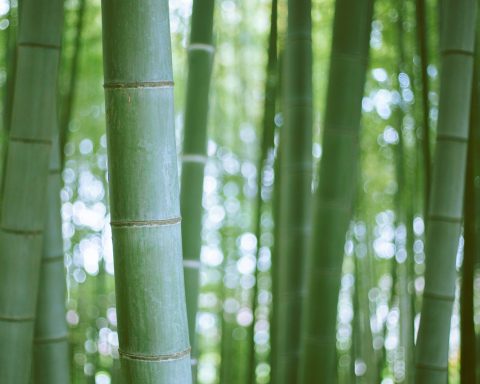 green bamboo tree during daytime