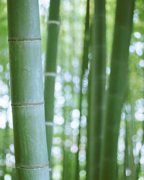 green bamboo tree during daytime